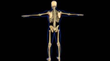 Tıbbi Konsept 3 boyutlu animasyon için Teres Minor Kas Anatomisi