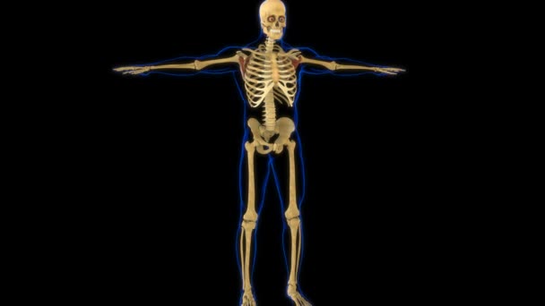 Анатомия Мышц Подлопатки Медицинской Концепции Анимации — стоковое видео