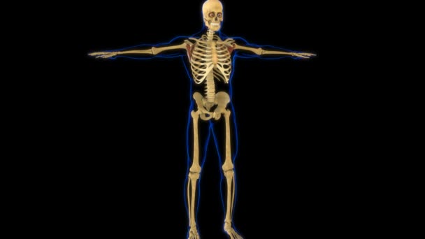 Subscapularis Muskelanatomie Für Medizinisches Konzept Animation — Stockvideo