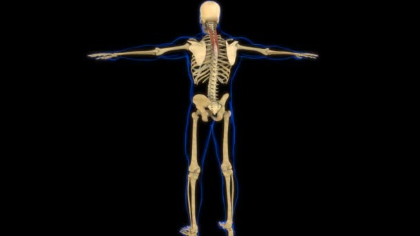 Splenius Cervicis Anatomia Mięśni Dla Koncepcji Medycznej Animacja — Wideo stockowe