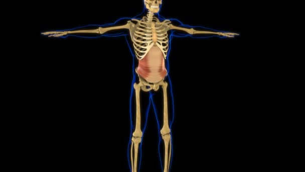 Transversus Anatomia Mięśni Brzucha Dla Koncepcji Medycznej Animacja — Wideo stockowe