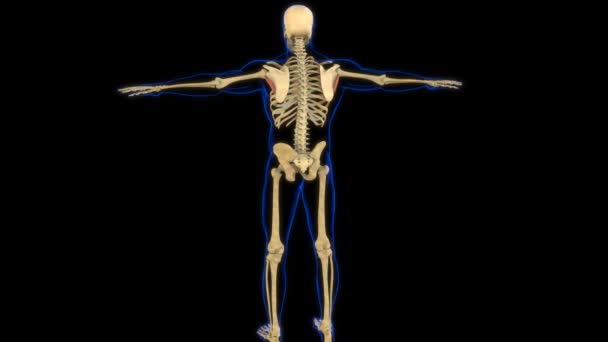 Anatomía Del Músculo Menor Teres Para Animación Del Concepto Médico — Vídeo de stock