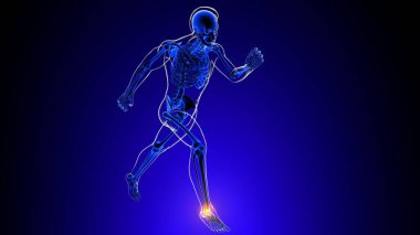 Tıbbi Konsept 3 boyutlu illüstrasyon için ayak bileği eklem ağrısı anatomisi