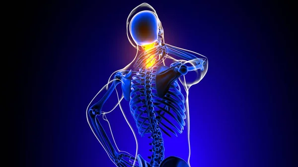 Cervical Spine Neck Joint Pain Anatomy Medical Concept Illustration — Foto Stock