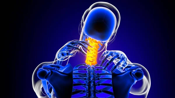 Cervical Spine Neck Joint Pain Anatomy Medical Concept Illustration — Stockfoto