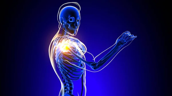 Shoulder Joint Pain Anatomy Medical Concept Illustration — Stockfoto