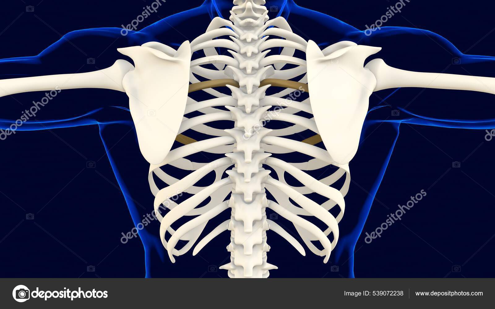 Fifth Bone Rib Cage Anatomy Medical Concept Illustration Stock Photo by