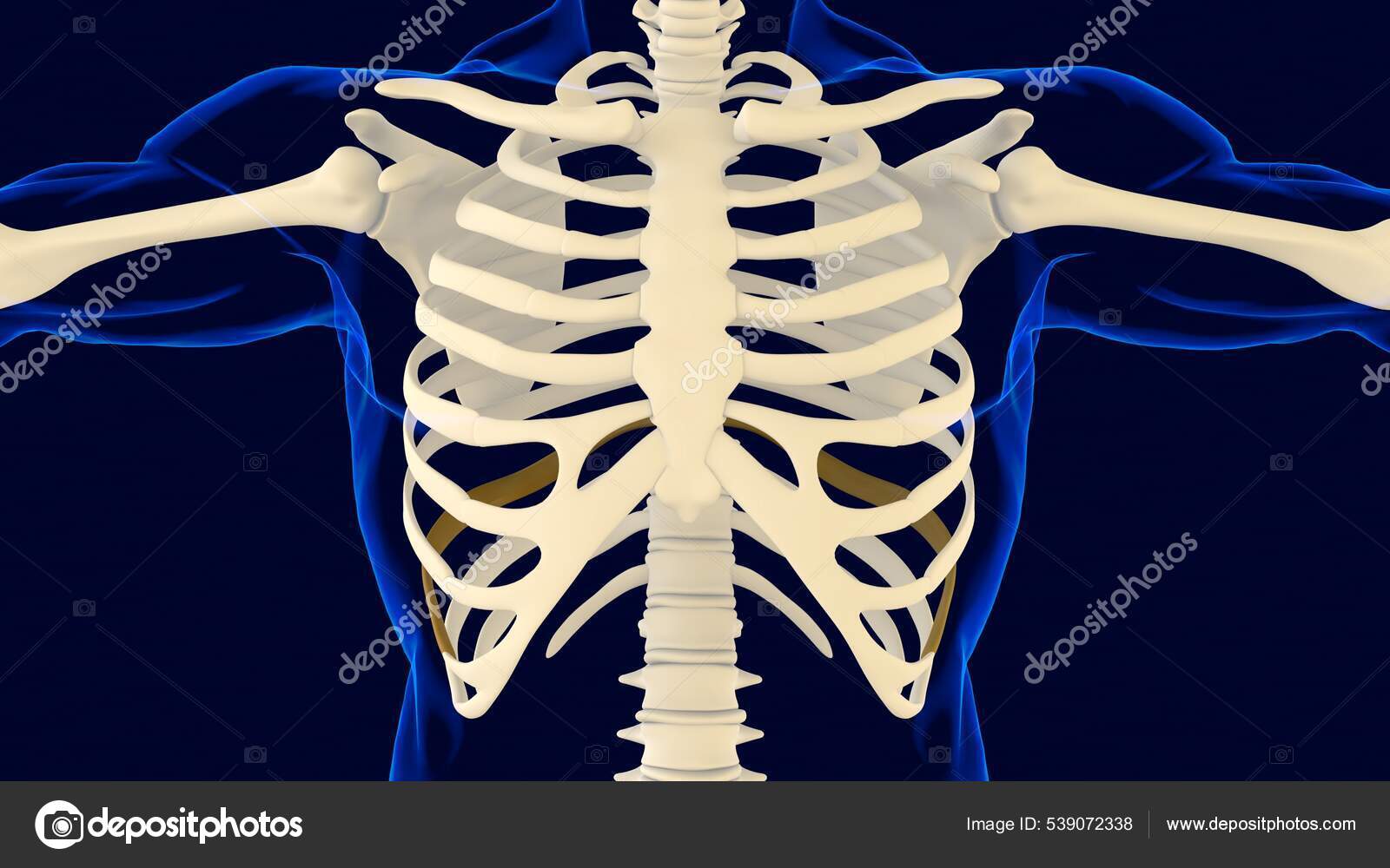 Ninth Bone Rib Cage Anatomy Medical Concept Illustration Stock Photo by
