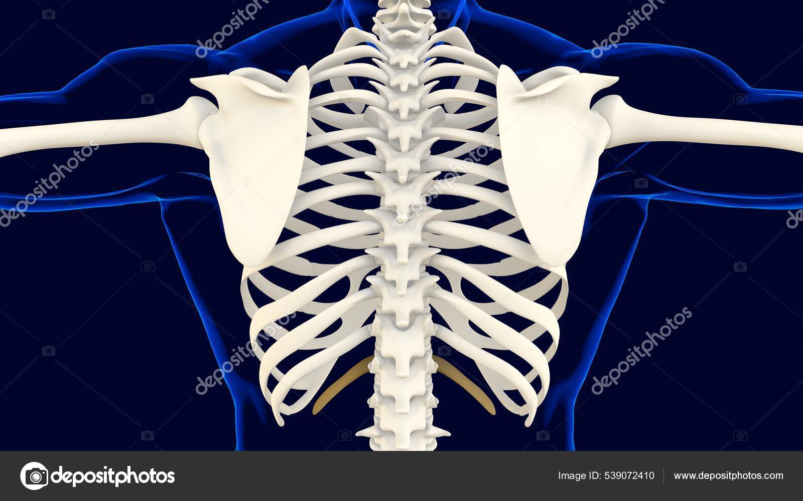 Twelfth Bone Rib Cage Anatomy Medical Concept Illustration Stock Photo