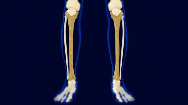 Kaval kemiği İnsan iskeleti anatomisi 3 boyutlu Tıbbi Kavram Hazırlama