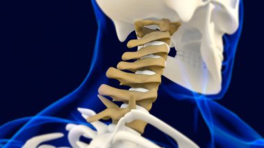 Tıbbi konsept 3D İllüstrasyon için Servikal Omurga İnsan İskeleti Omurga Anatomisi