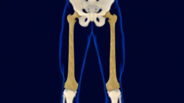 Uyluk kemiği insan iskeleti anatomisi 3D Tıbbi Kavram Hazırlama