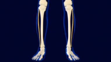 Fibula Kemiği İnsan iskeleti anatomisi Tıbbi Konsept için 3B Hazırlama