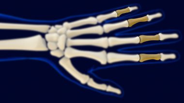 Medikal konsept için el-orta parmak kemikleri İnsan iskeleti anatomisi 3 boyutlu resim