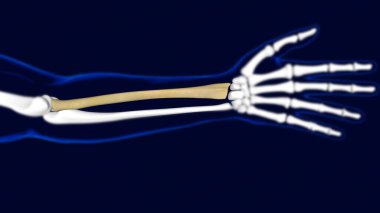Yarıçap Kemiği İnsan iskeleti anatomisi Tıbbi Konsept için 3B Hazırlama