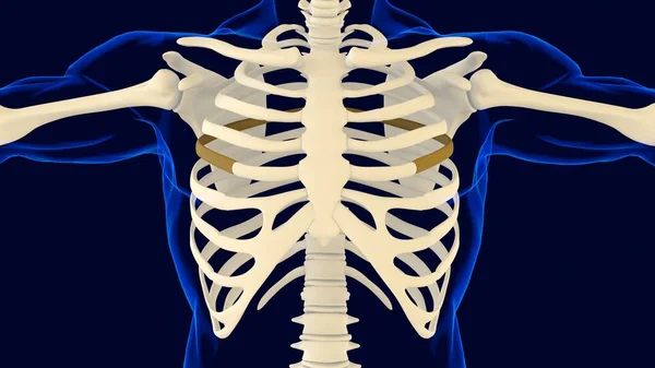 Fifth Bone Rib Cage Anatomy Medical Concept Illustration — Stock Photo, Image