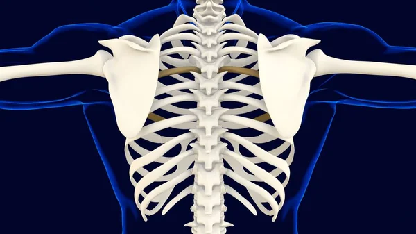 Fifth Bone Rib Cage Anatomy Medical Concept Illustration — 图库照片