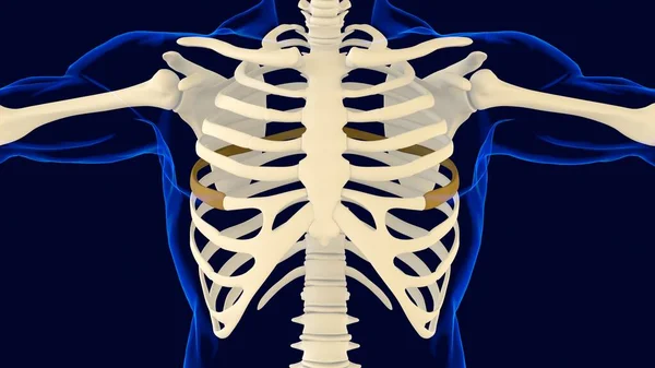 Шоста Кістка Клітки Риби Анатомія Медичної Концепції Ілюстрація — стокове фото