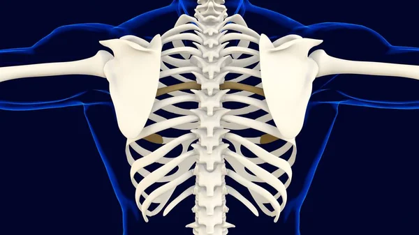Szósta Kość Klatki Piersiowej Anatomia Koncepcji Medycznej Ilustracja — Zdjęcie stockowe
