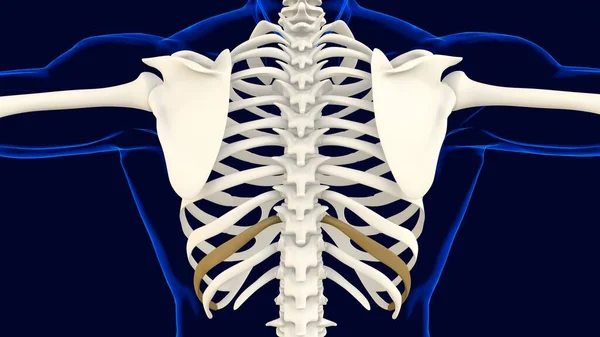 Décimo Hueso Caja Torácica Anatomía Para Concepto Médico Ilustración —  Fotos de Stock