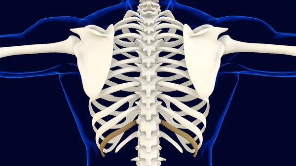 Undécimo Hueso Caja Torácica Anatomía Para Concepto Médico Ilustración —  Fotos de Stock