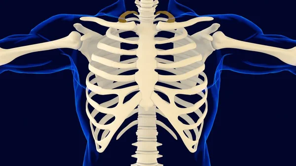 医用三维重建用Rib笼解剖学第一块骨头 — 图库照片