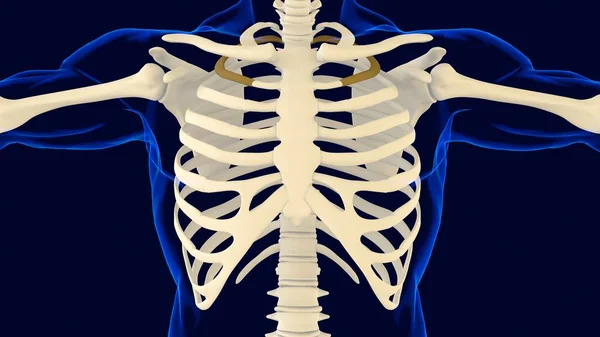 Druhá Kost Hrudního Koše Anatomie Pro Lékařský Koncept Ilustrace — Stock fotografie