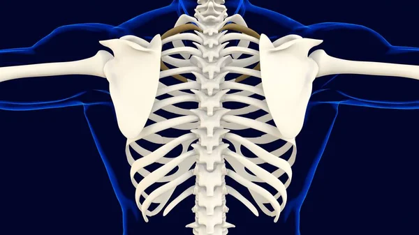 医用概念三维图解的Rib笼解剖第二骨 — 图库照片
