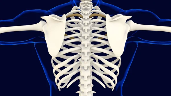 Trzecia Kość Klatki Piersiowej Anatomia Koncepcji Medycznej Ilustracja — Zdjęcie stockowe