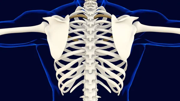 Третья Кость Грудной Клетки Анатомия Медицинской Концепции Иллюстрация — стоковое фото