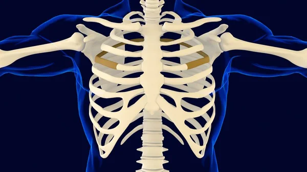Negyedik Csont Borda Ketrec Anatómia Orvosi Koncepció Illusztráció — Stock Fotó