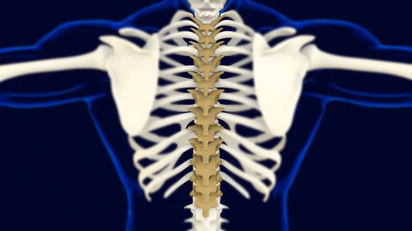 Thoracic Vertebrae Anatomy Medical Concept Illustration — Stockfoto