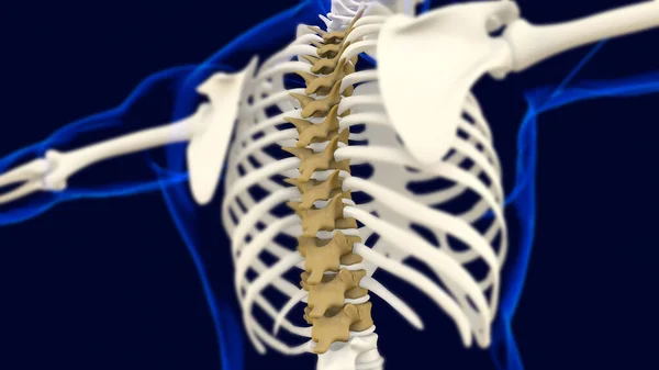 医学的概念のための胸部椎骨解剖学 3Dイラスト — ストック写真