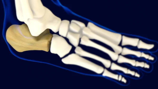 卡尔卡尼斯足骨解剖用于医学概念3D说明 — 图库照片