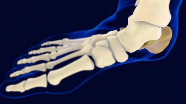Tıbbi Konsept Için Calcaneus Foot Bones Anatomi Llüstrasyon — Stok fotoğraf