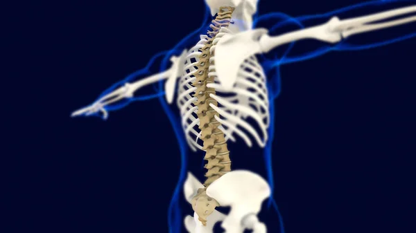 Vertebral Kolonn Ben Mänskliga Skelett Anatomi Rendering För Medicinskt Koncept — Stockfoto