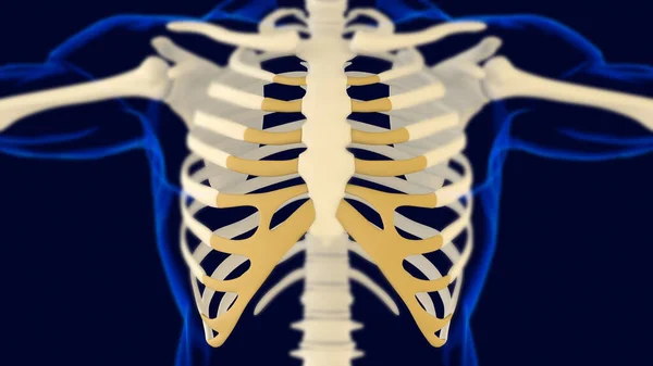 Chrząstka Przybrzeżna Anatomia Ludzkiego Szkieletu Rendering Dla Koncepcji Medycznej — Zdjęcie stockowe
