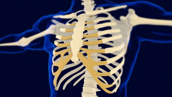 Costal Cartilage Human Skeleton Anatomy Rendering Medical Concept — Stockfoto