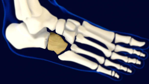 Кубоїдна Кістка Ноги Анатомія Медичної Концепції Ілюстрація — стокове фото