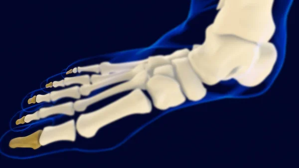 远端足骨解剖应用于医学概念3D图解 — 图库照片