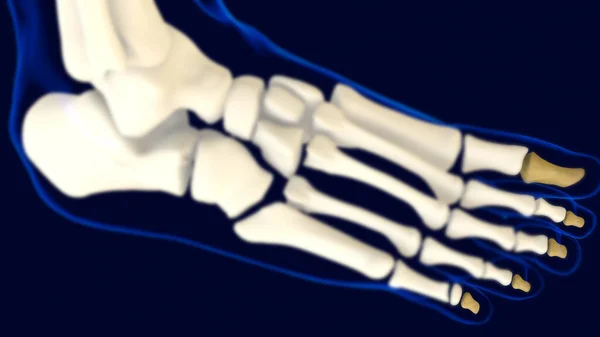 医学的概念のための遠位相足骨解剖学3Dイラスト — ストック写真