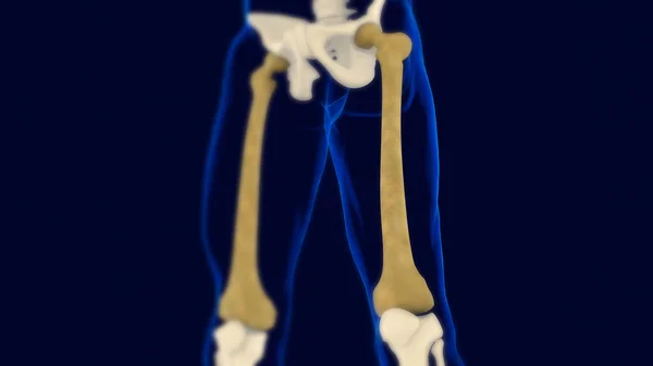 Femur Bone Human Skeleton Anatomy Rendering Medical Concept — стоковое фото