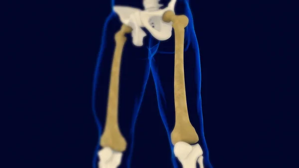 Femur Bone Human Skelet Anatomie Rendering Voor Medisch Concept — Stockfoto