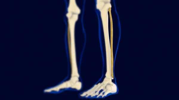 Fibula Bone Human Skeleton Anatomy Rendering Medical Concept — стоковое фото