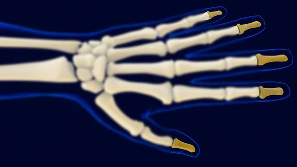 Χέρι Distal Phalanges Ανατομία Των Οστών Για Ιατρική Έννοια Εικονογράφηση — Φωτογραφία Αρχείου