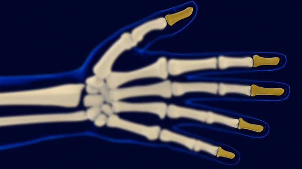 手部远端锁骨解剖应用于医学概念3D图解 — 图库照片