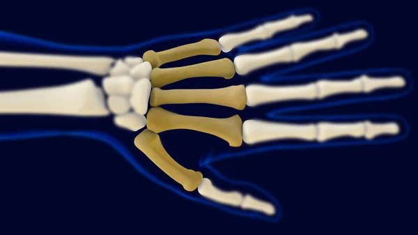 医学概念的手掌骨解剖3D图解 — 图库照片