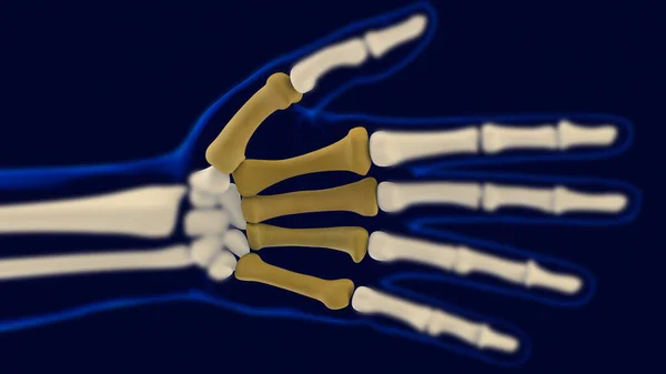 Χέρι Μετακάρπιο Οστά Ανατομία Για Ιατρική Έννοια Εικονογράφηση — Φωτογραφία Αρχείου
