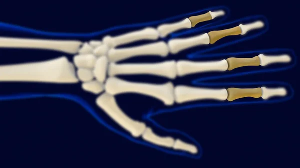 Hand Middle Phalanges Human Skeleton Anatomy Medical Concept Illustration — Stockfoto