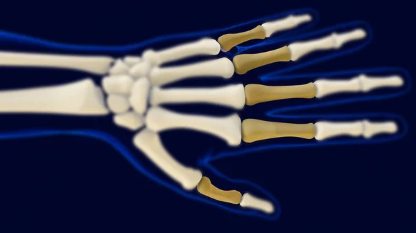 Falanges Proximais Mão Anatomia Esqueleto Humano Renderização Para Conceito Médico — Fotografia de Stock